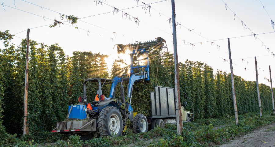 High quality US hops are here for your next beer